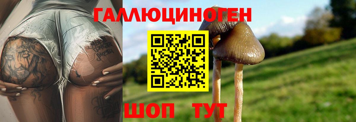 Псилоцибиновые грибы Cubensis Сафоново